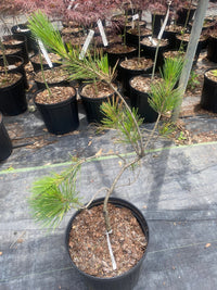 Thumbnail for Pinus densiflora 'Pendula' - mapleridgenursery