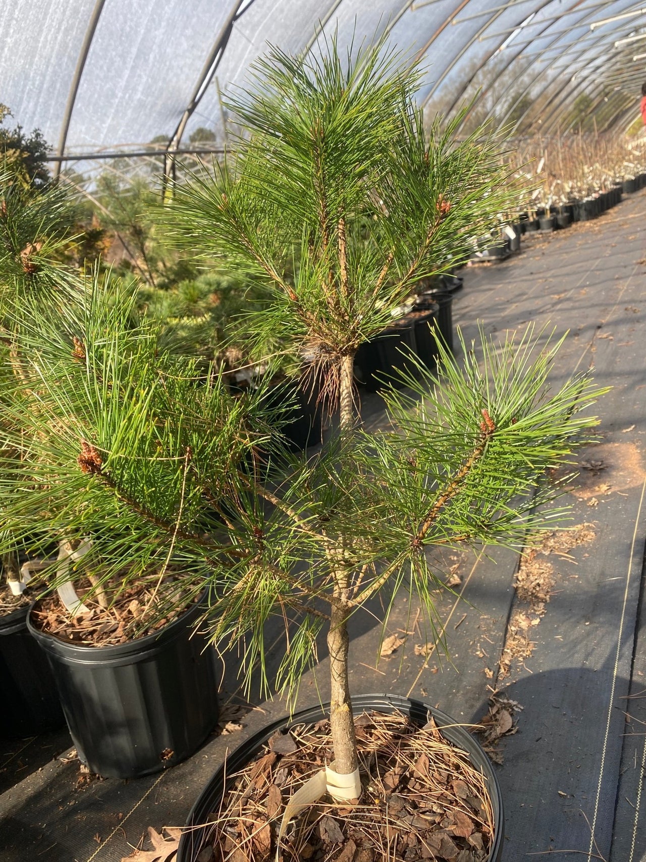 Pinus densiflora 'Umbraculifera' Japanese Red Pine - Maple Ridge Nursery