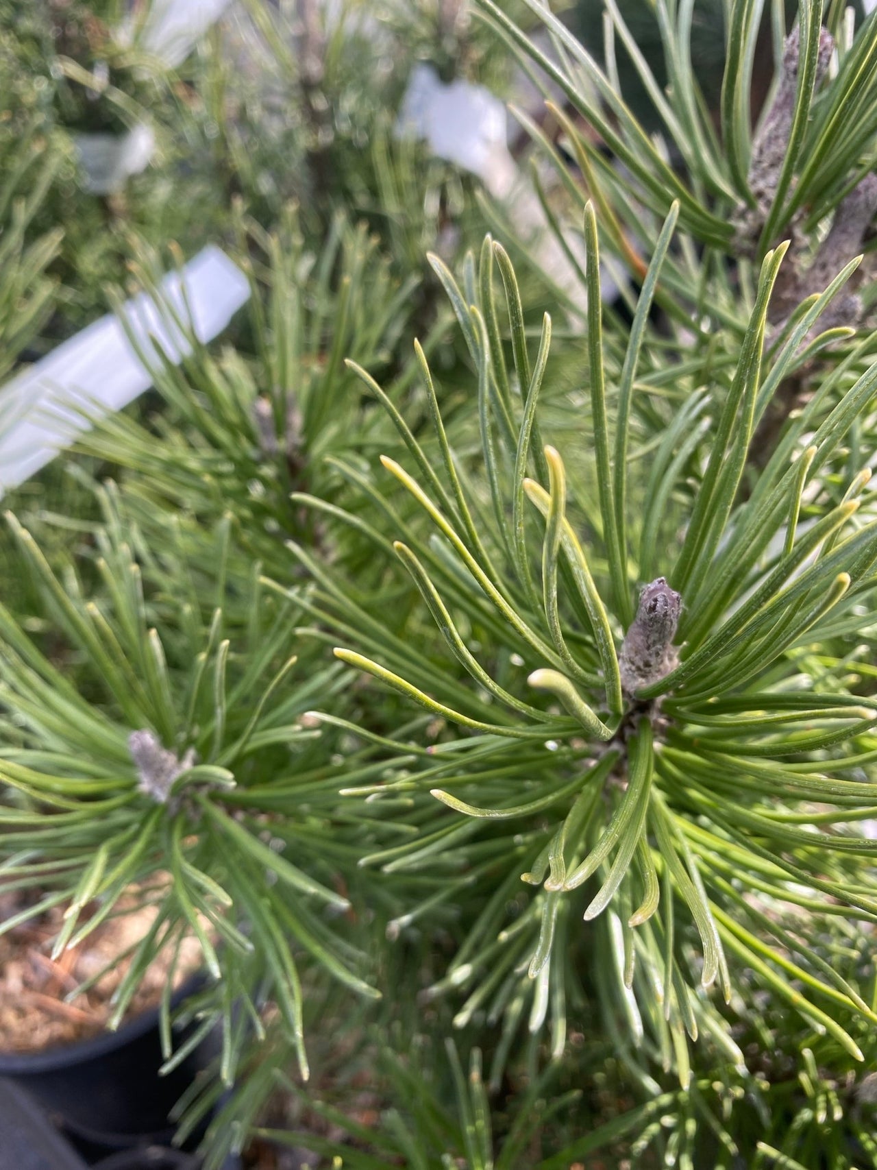 Pinus mugo 'Big Tuna' Mugo Pine - Maple Ridge Nursery