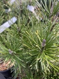 Thumbnail for Pinus mugo 'Big Tuna' Mugo Pine - Maple Ridge Nursery