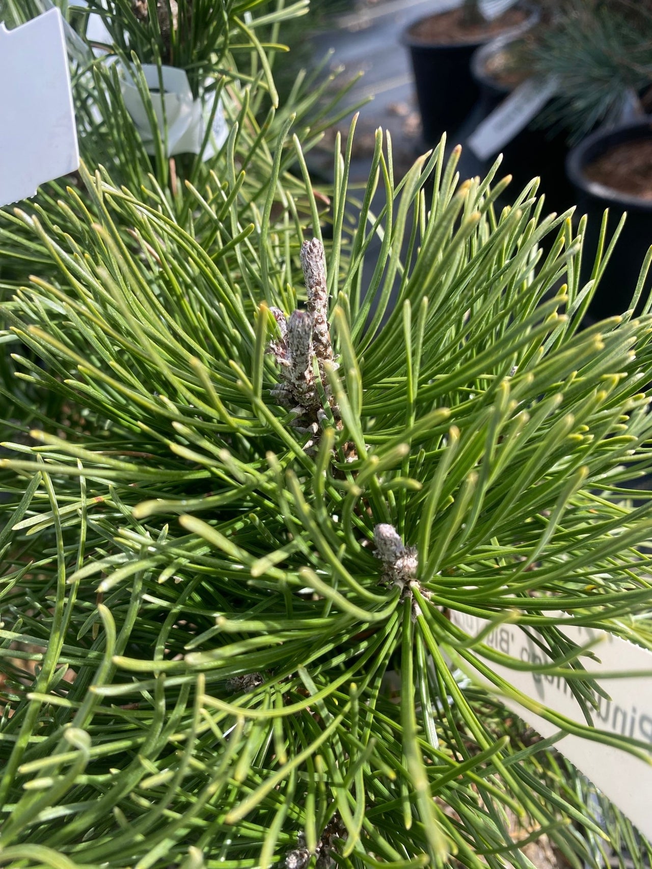 Pinus mugo 'Big Tuna' Mugo Pine - Maple Ridge Nursery