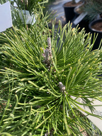 Thumbnail for Pinus mugo 'Big Tuna' Mugo Pine - Maple Ridge Nursery