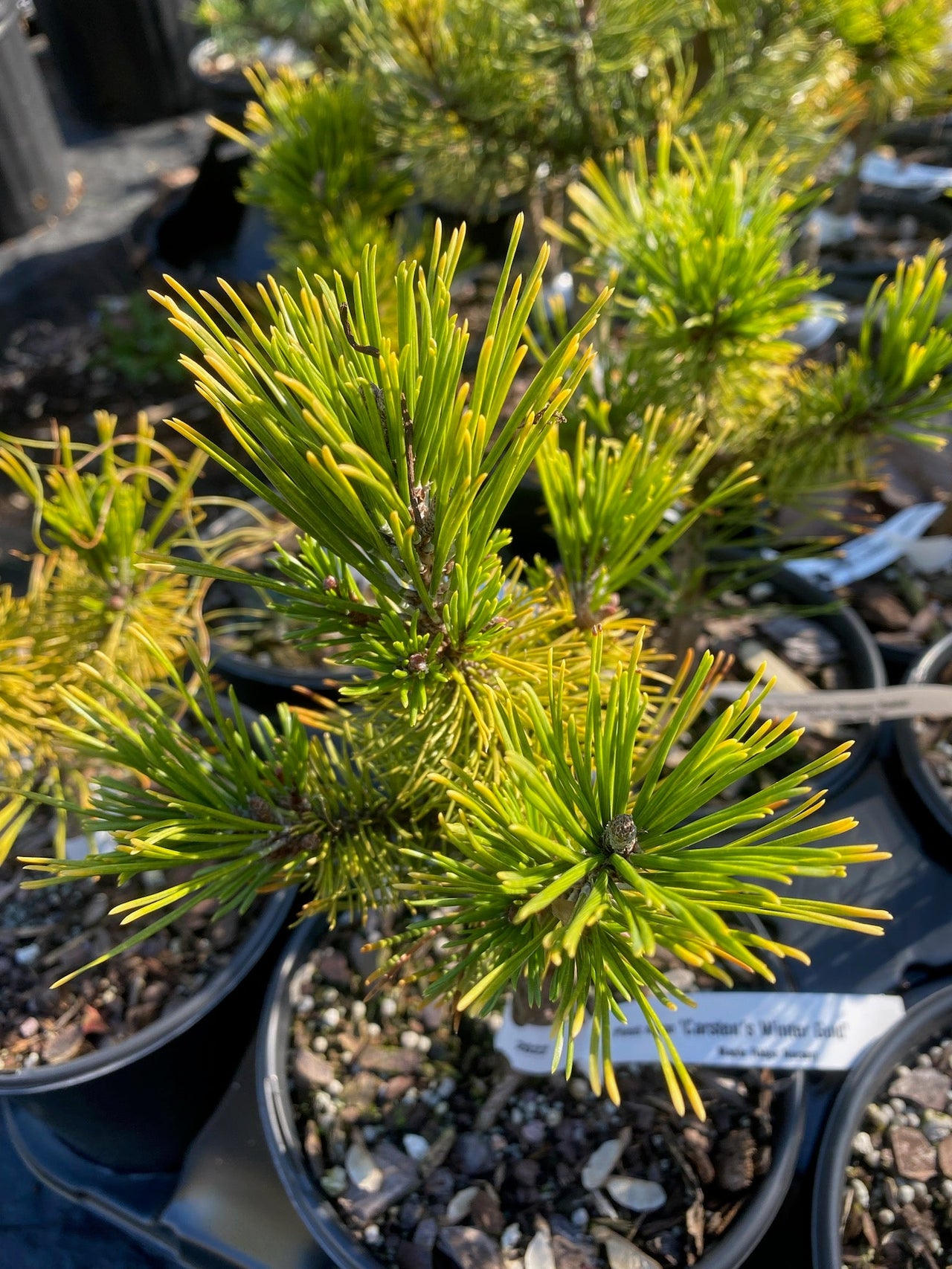 Pinus mugo 'Carstens' - Maple Ridge Nursery