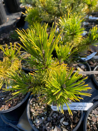 Thumbnail for Pinus mugo 'Carstens' - Maple Ridge Nursery