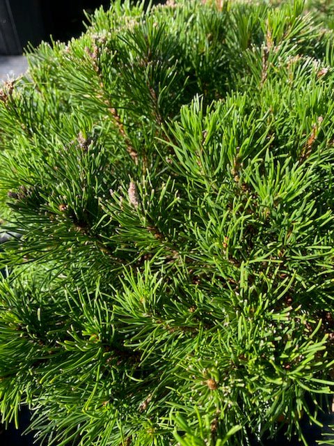 Pinus mugo 'Pumilio' - Maple Ridge Nursery