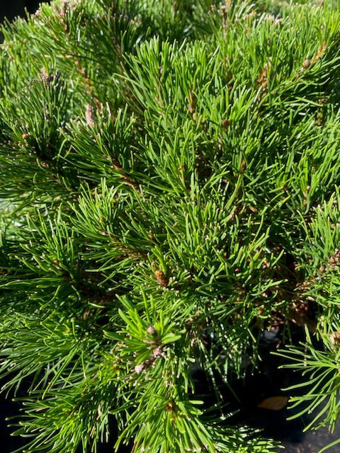 Pinus mugo 'Pumilio' - Maple Ridge Nursery