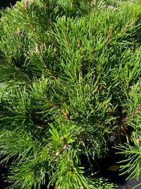 Thumbnail for Pinus mugo 'Pumilio' - Maple Ridge Nursery