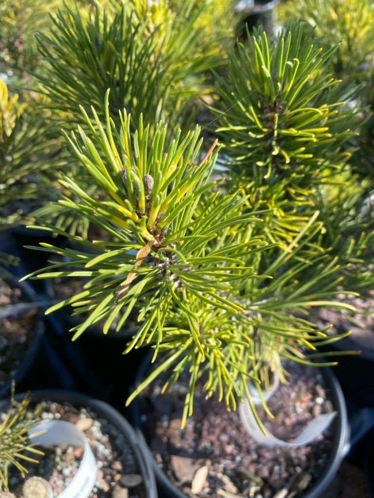 Pinus mugo 'Sunshine' - Maple Ridge Nursery