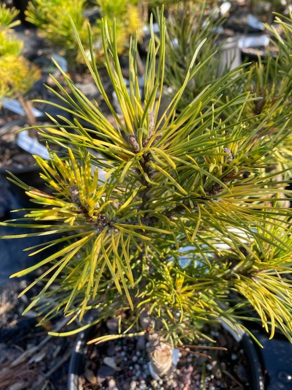 Pinus mugo 'Sunshine' - Maple Ridge Nursery
