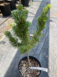 Thumbnail for Pinus parviflora 'Aoba jo' - mapleridgenursery