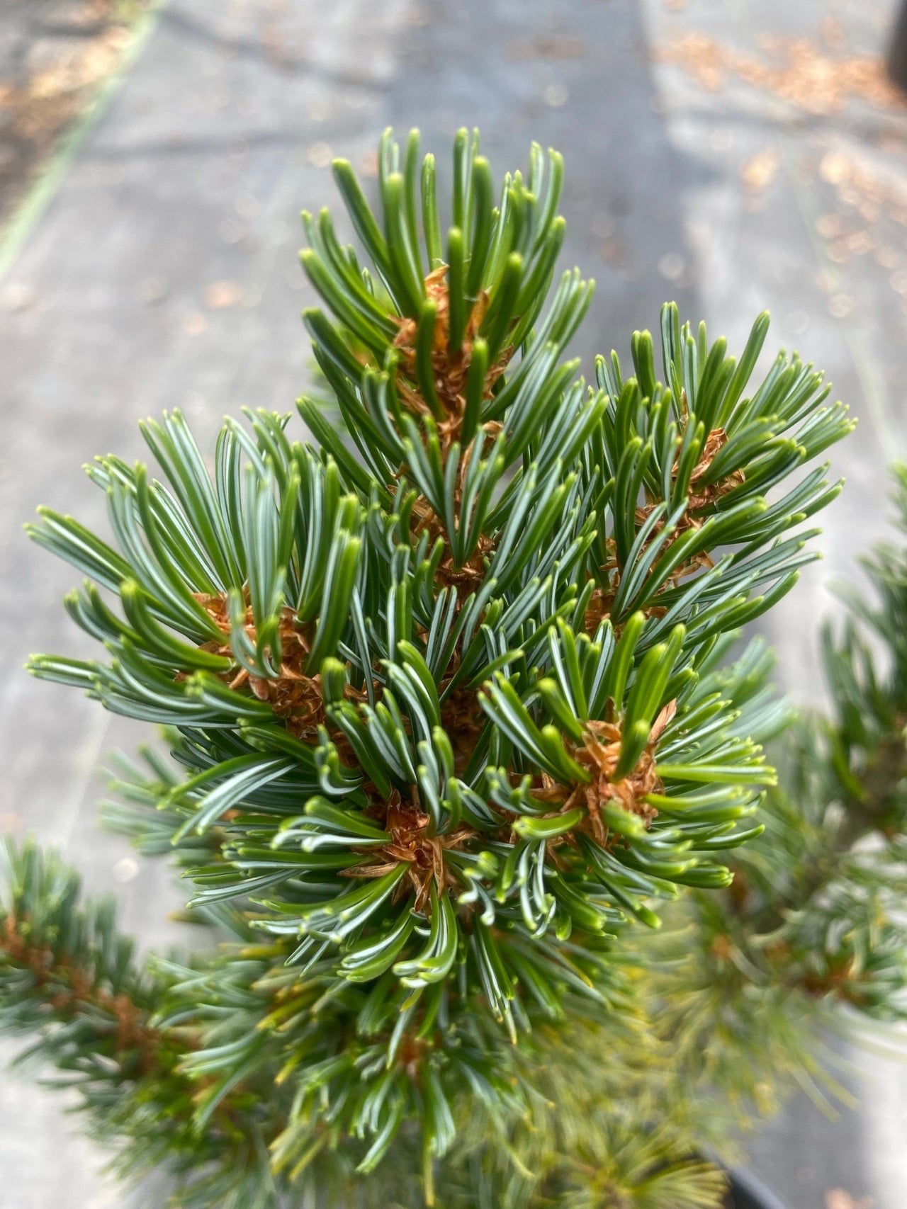 Pinus parviflora 'Aoba jo' - mapleridgenursery