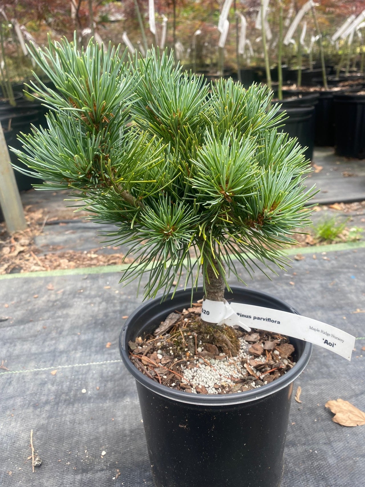 Pinus parviflora 'Aoi' - mapleridgenursery