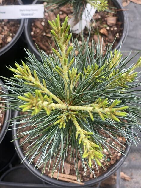 Pinus parviflora 'Azuma' - mapleridgenursery