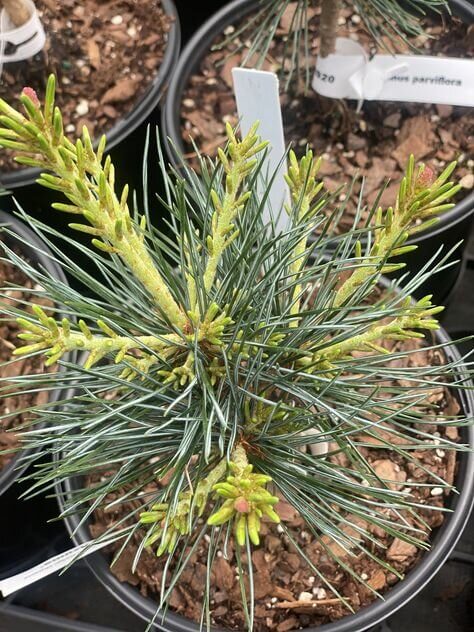 Pinus parviflora 'Azuma' - mapleridgenursery