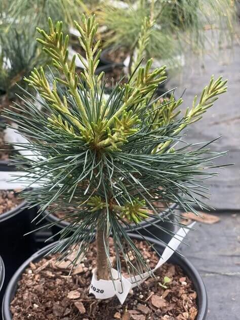 Pinus parviflora 'Azuma' - mapleridgenursery