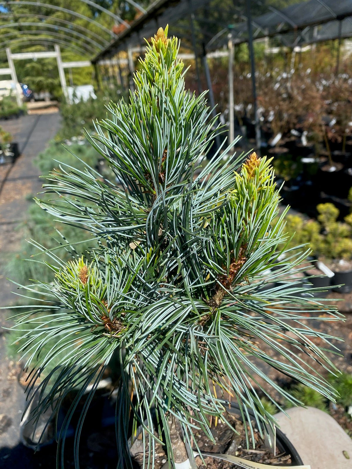 Pinus parviflora 'Blauer Engel' - Maple Ridge Nursery