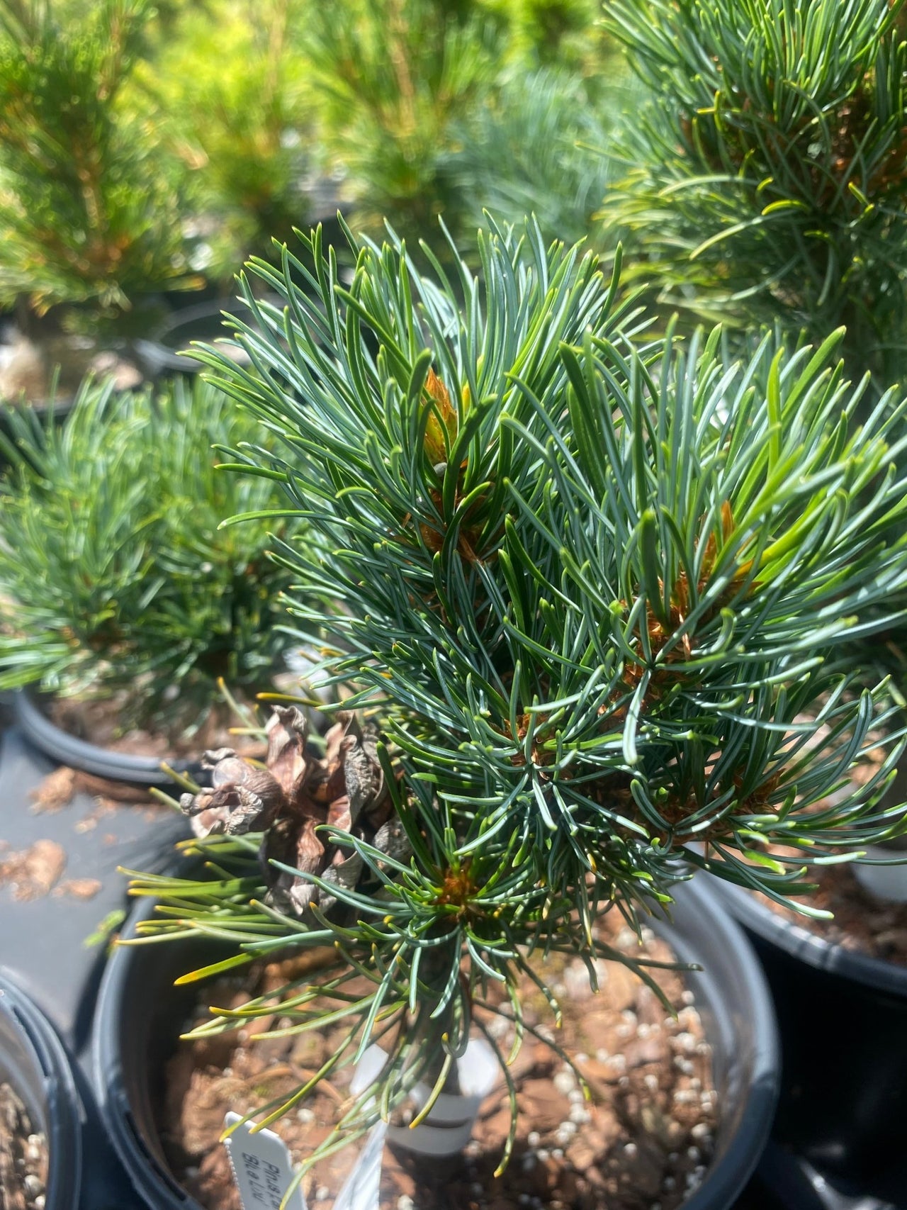 Pinus parviflora 'Blue Lou' - mapleridgenursery