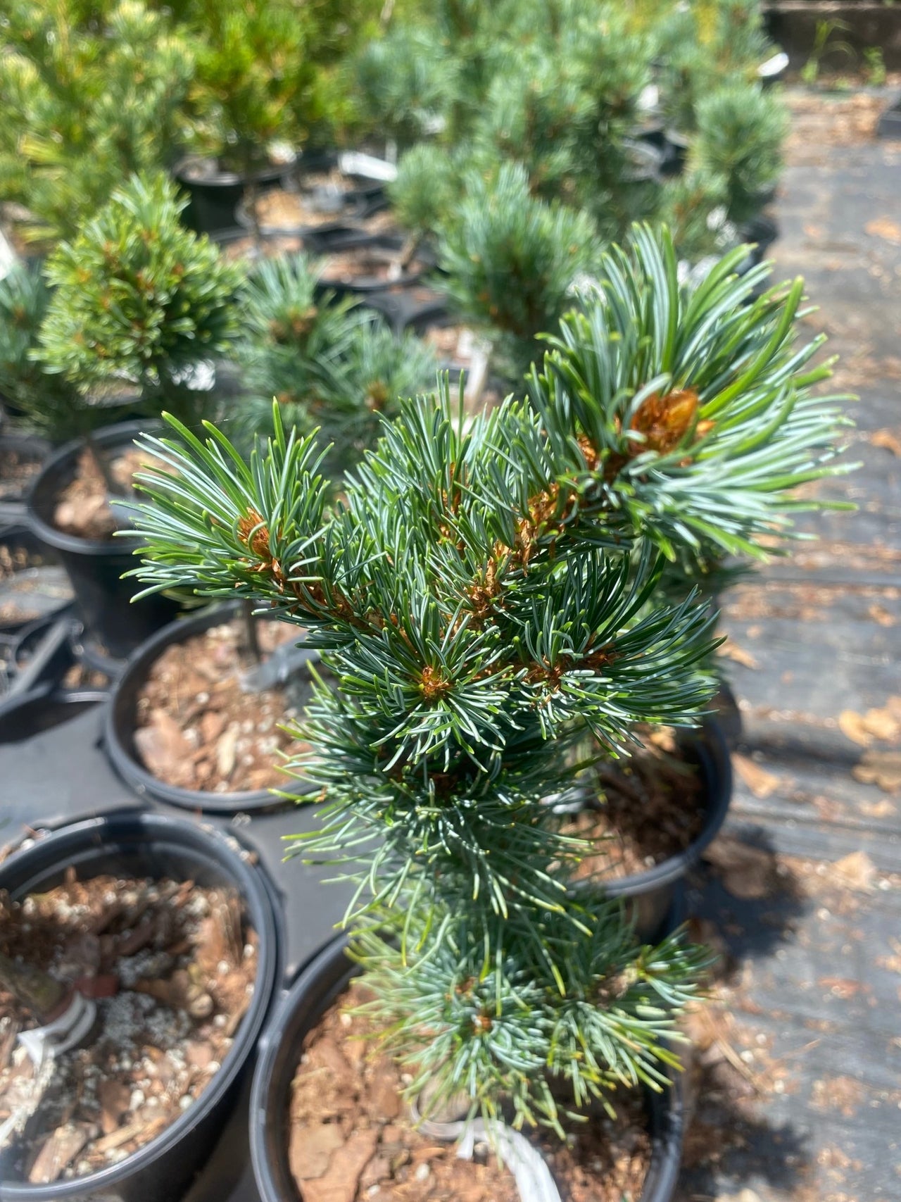 Pinus parviflora 'Blue Lou' - mapleridgenursery