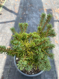 Thumbnail for Pinus parviflora 'Bonny' - mapleridgenursery