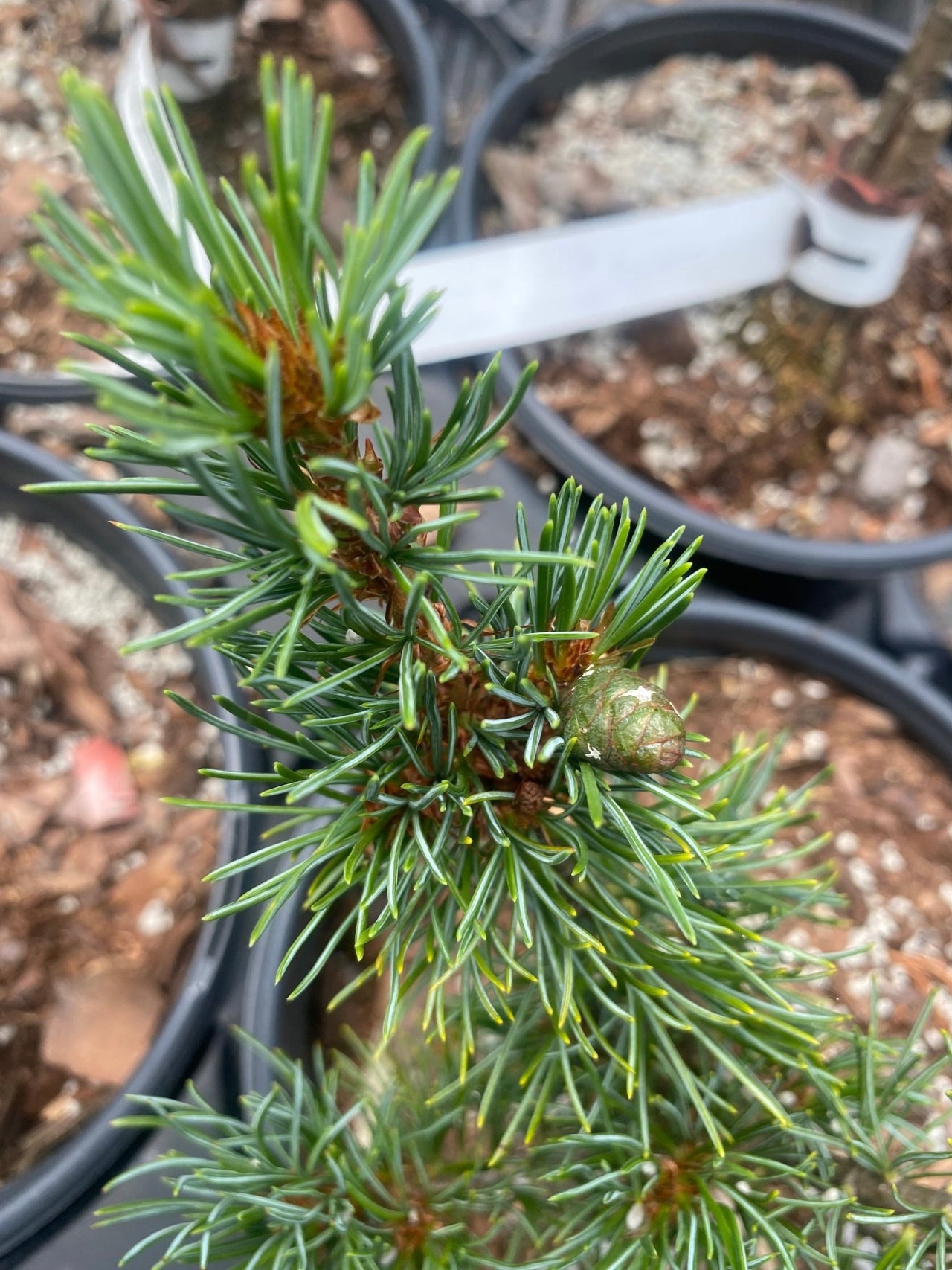 Pinus parviflora 'Burke's Bonsai' - mapleridgenursery