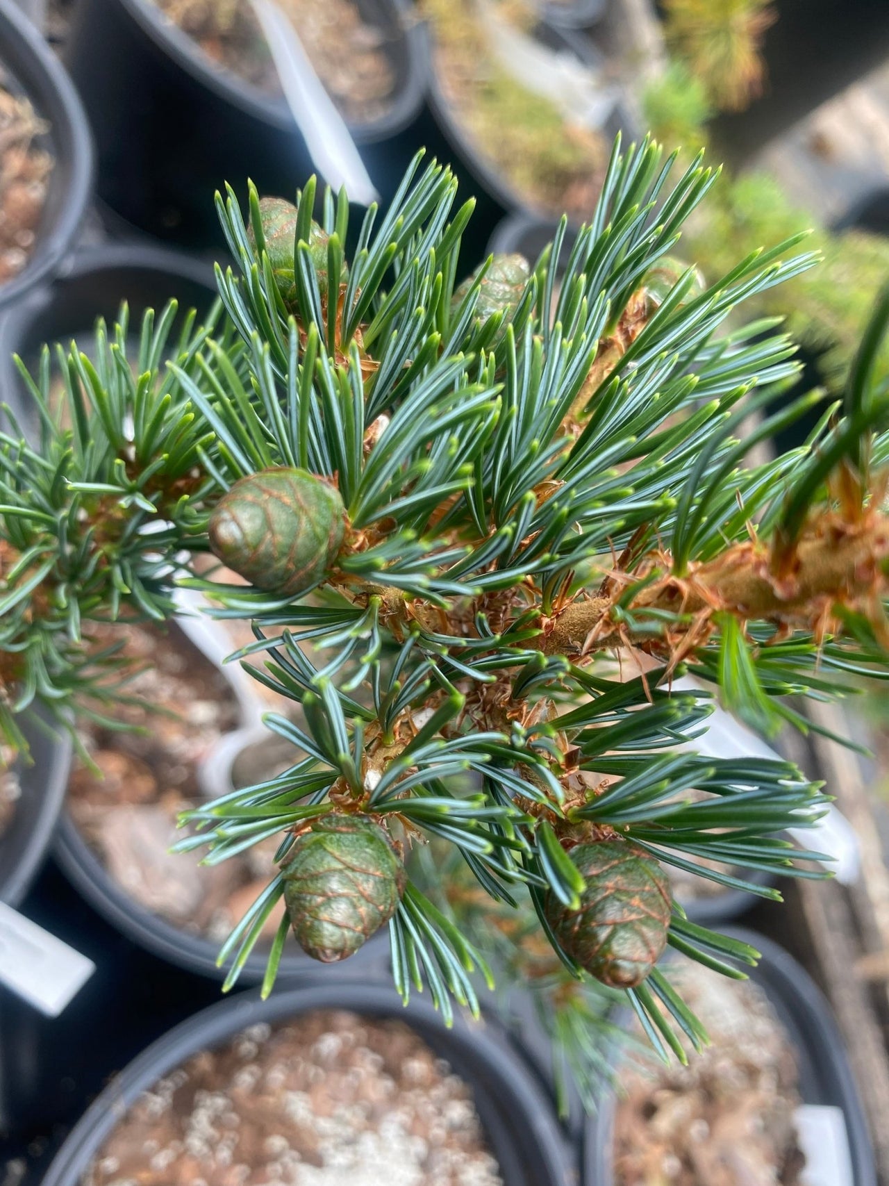 Pinus parviflora 'Burke's Bonsai' - mapleridgenursery