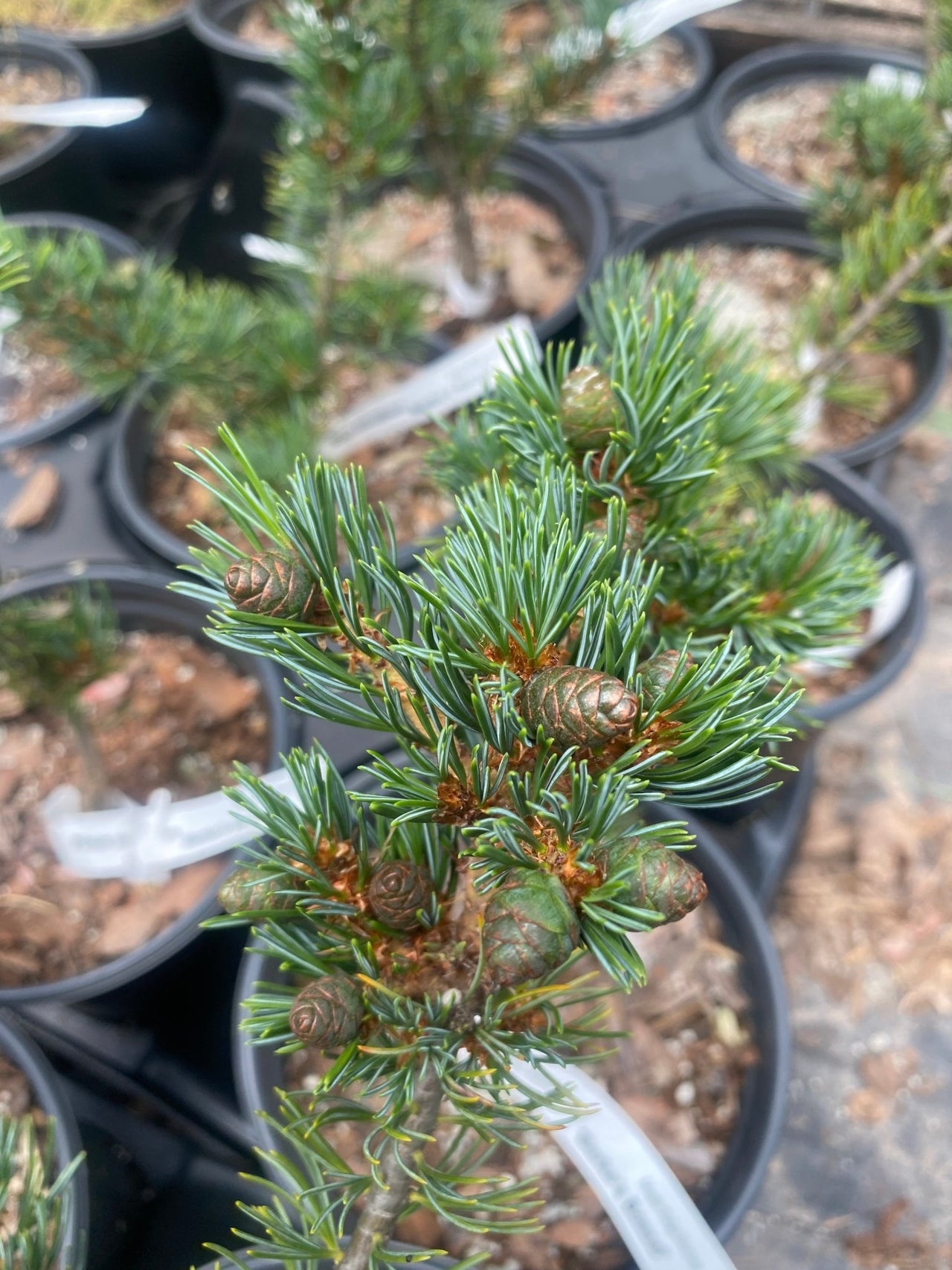 Pinus parviflora 'Burke's Bonsai' - mapleridgenursery