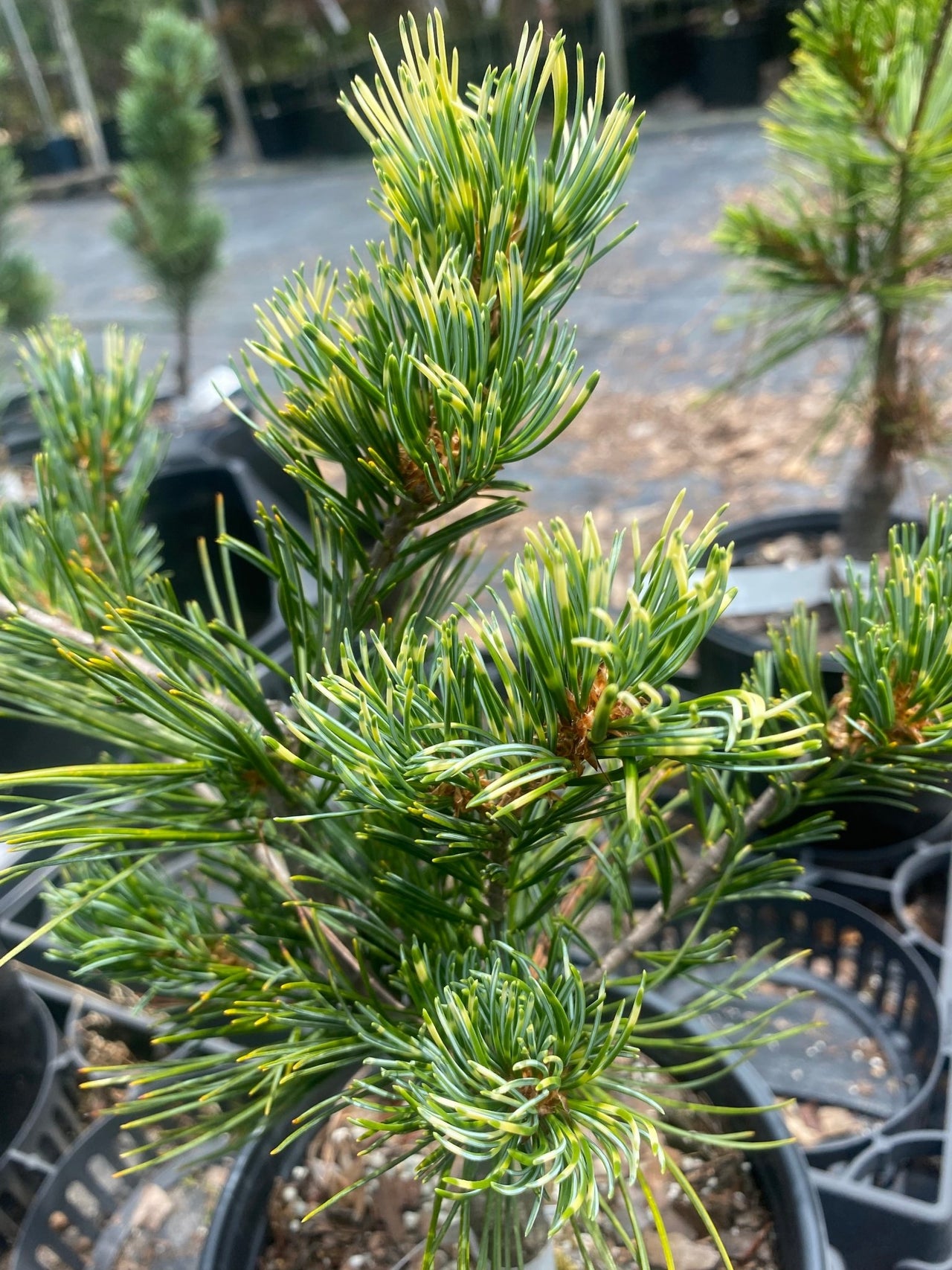 Pinus parviflora 'Fukai' - mapleridgenursery