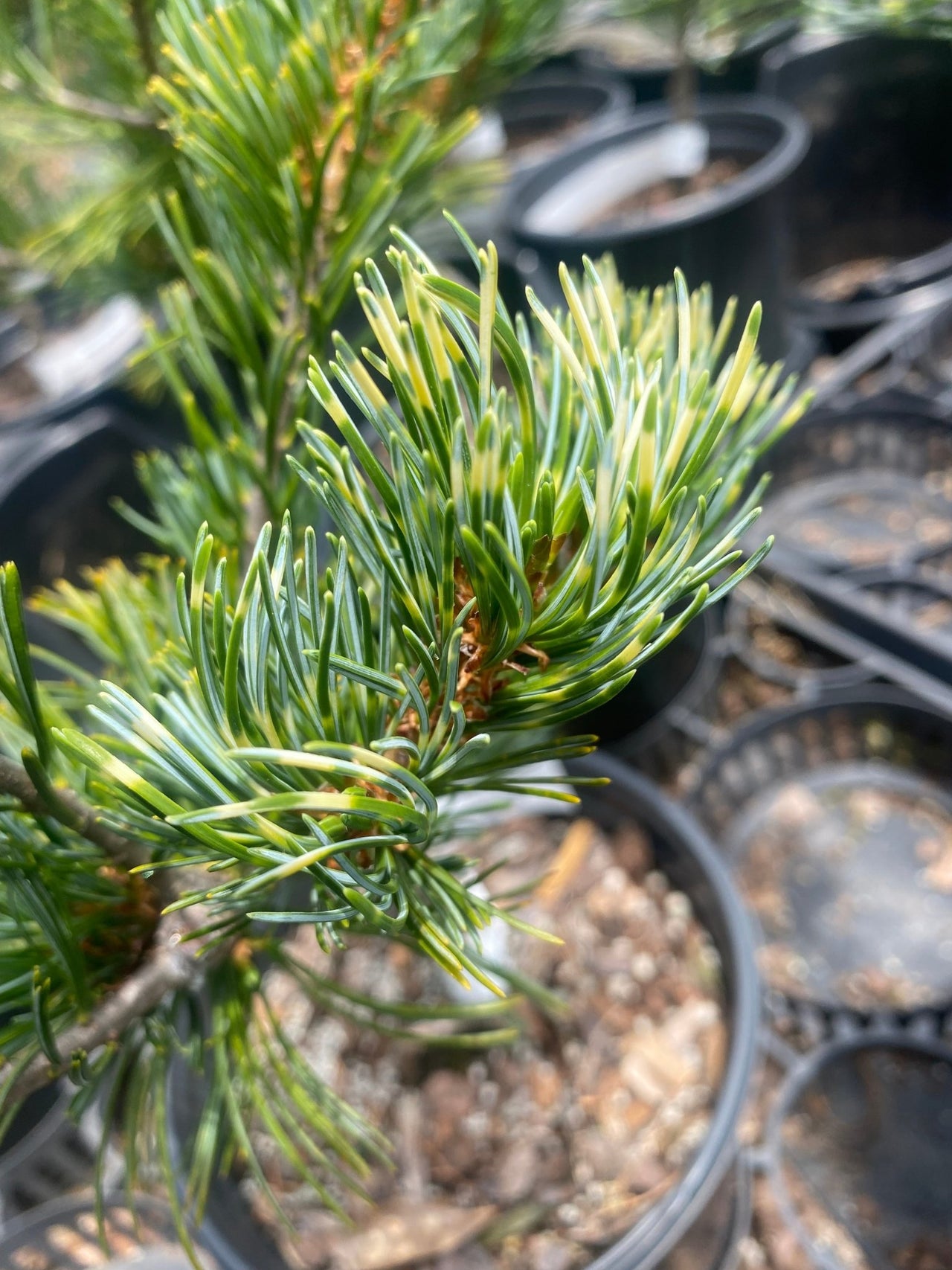 Pinus parviflora 'Fukai' - mapleridgenursery