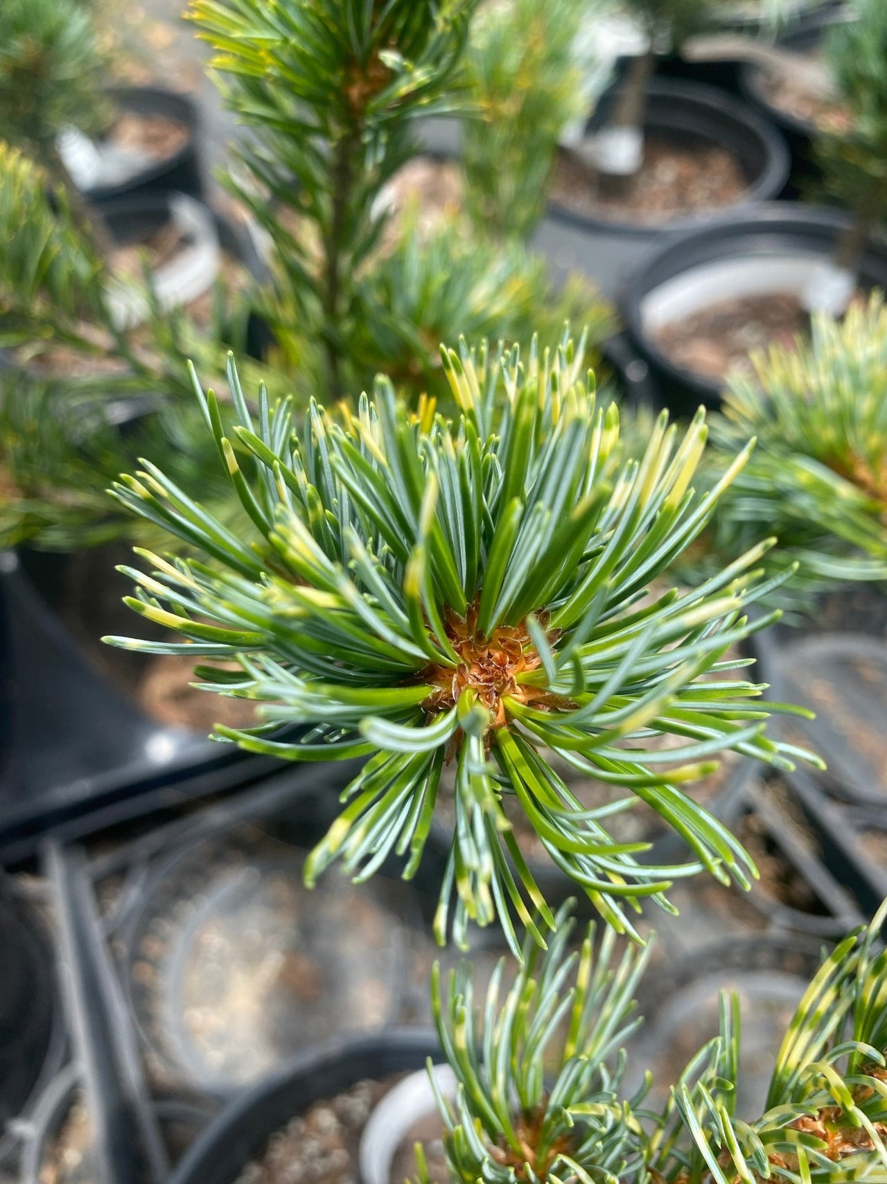 Pinus parviflora 'Fukai' - mapleridgenursery