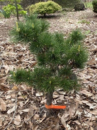 Thumbnail for Pinus parviflora 'Goldylocks' - mapleridgenursery