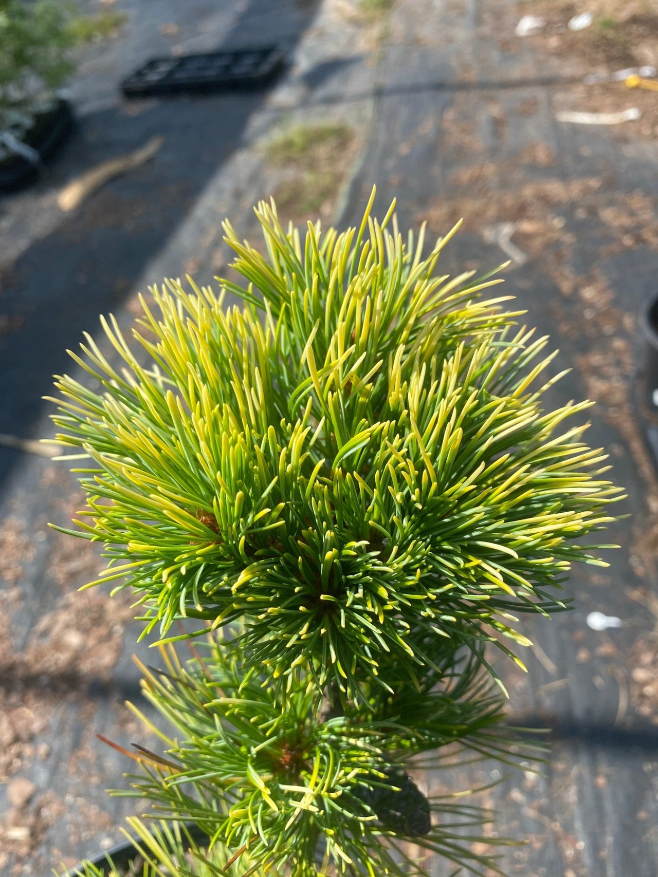 Pinus parviflora 'Goldylocks' - mapleridgenursery