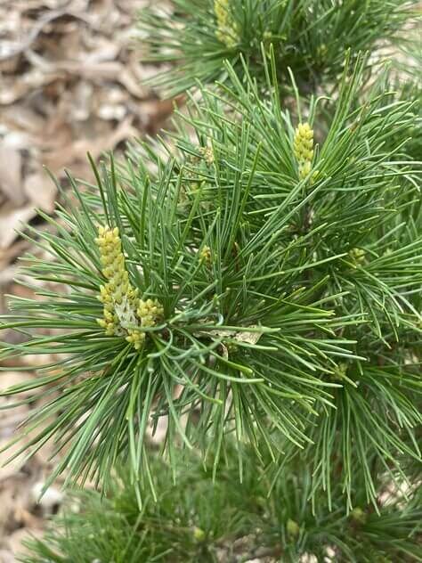 Pinus parviflora 'Goldylocks' - mapleridgenursery