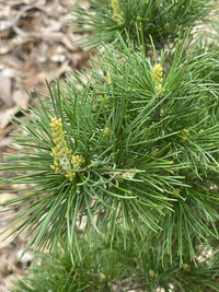 Thumbnail for Pinus parviflora 'Goldylocks' - mapleridgenursery