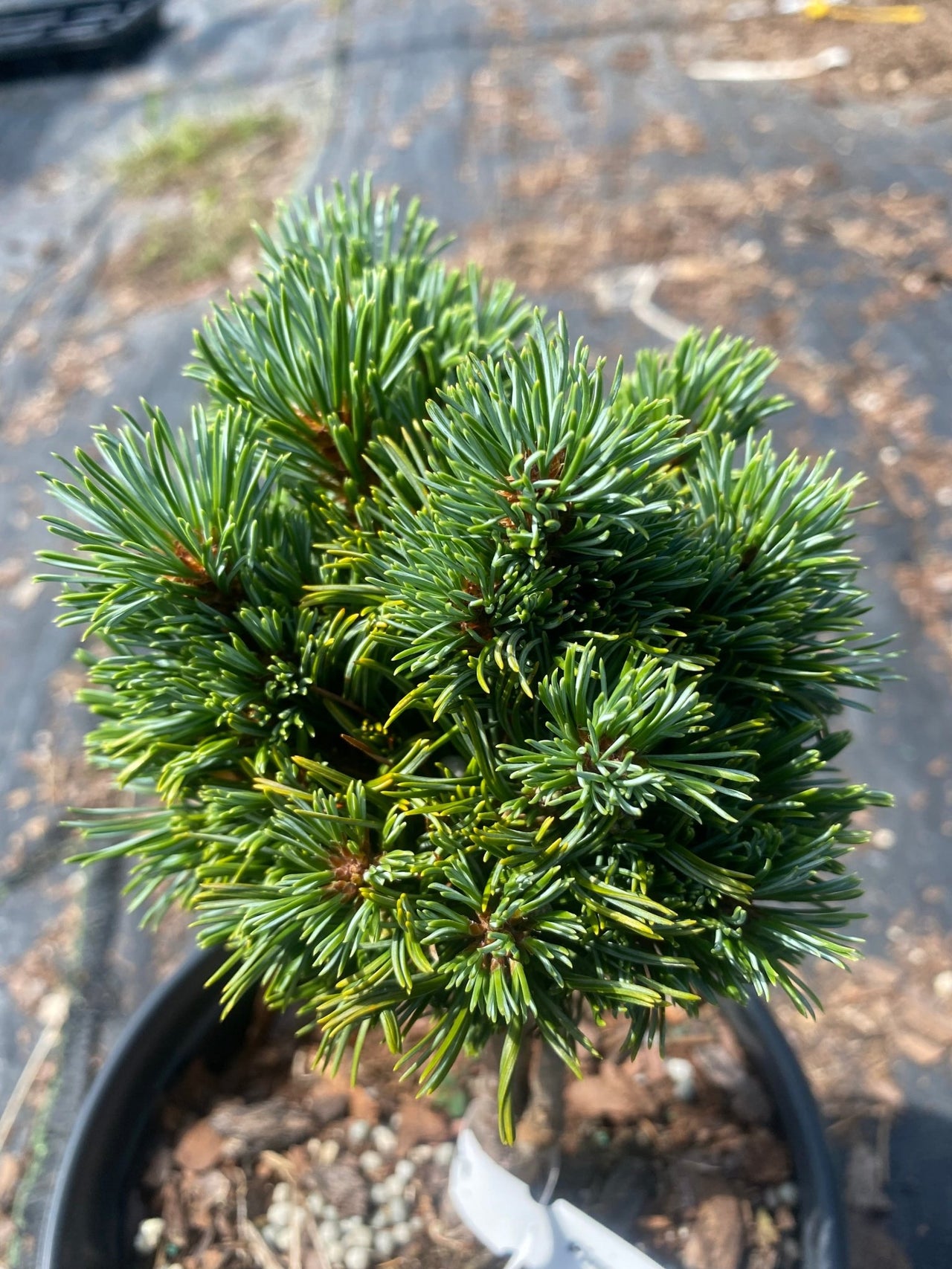 Pinus parviflora 'Kinpo' - mapleridgenursery