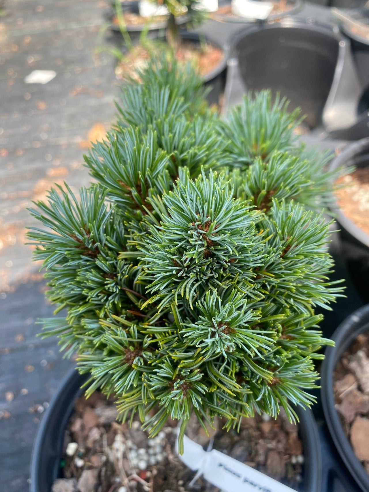 Pinus parviflora 'Kinpo' - mapleridgenursery