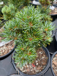 Thumbnail for Pinus parviflora 'Regenhold Broom' - mapleridgenursery