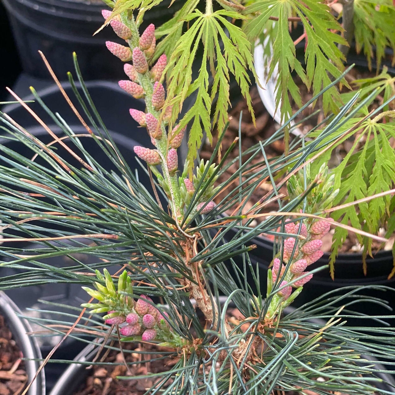 Pinus parviflora 'Tamina no yuki' - mapleridgenursery
