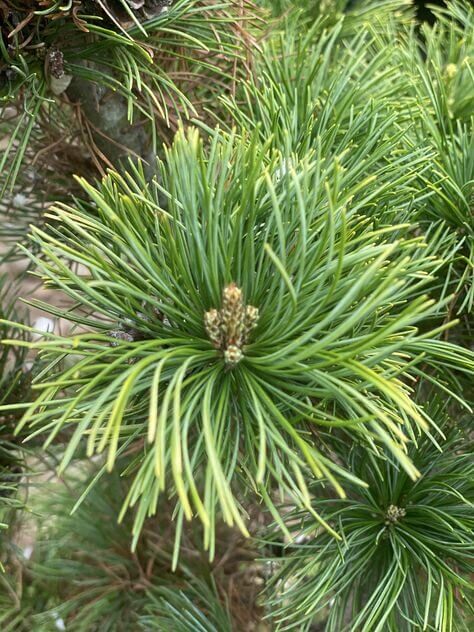 Pinus parviflora 'Tenysu kazu' - mapleridgenursery