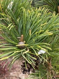 Thumbnail for Pinus parviflora 'Tenysu kazu' - mapleridgenursery