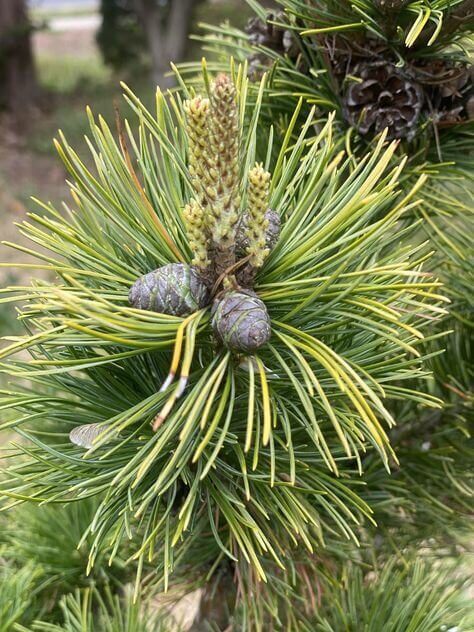 Pinus parviflora 'Tenysu kazu' - mapleridgenursery