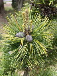 Thumbnail for Pinus parviflora 'Tenysu kazu' - mapleridgenursery