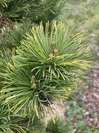 Thumbnail for Pinus parviflora 'Tenysu kazu' - mapleridgenursery