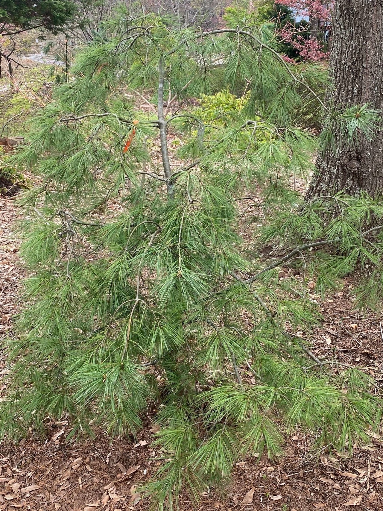 Pinus strobus 'Angel falls' - mapleridgenursery