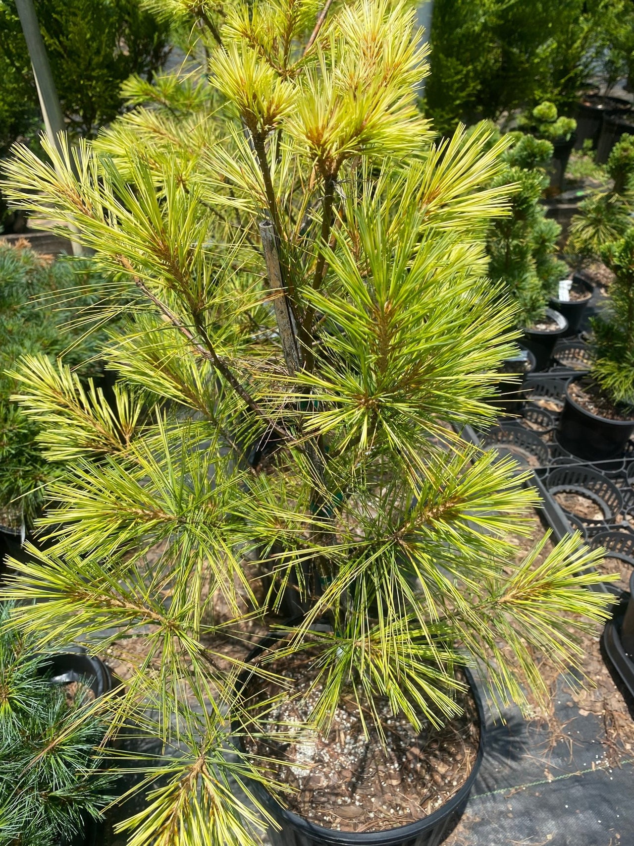 Pinus strobus 'Bennet O.D.' - mapleridgenursery