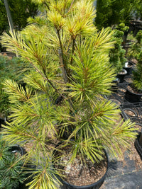 Thumbnail for Pinus strobus 'Bennet O.D.' - mapleridgenursery
