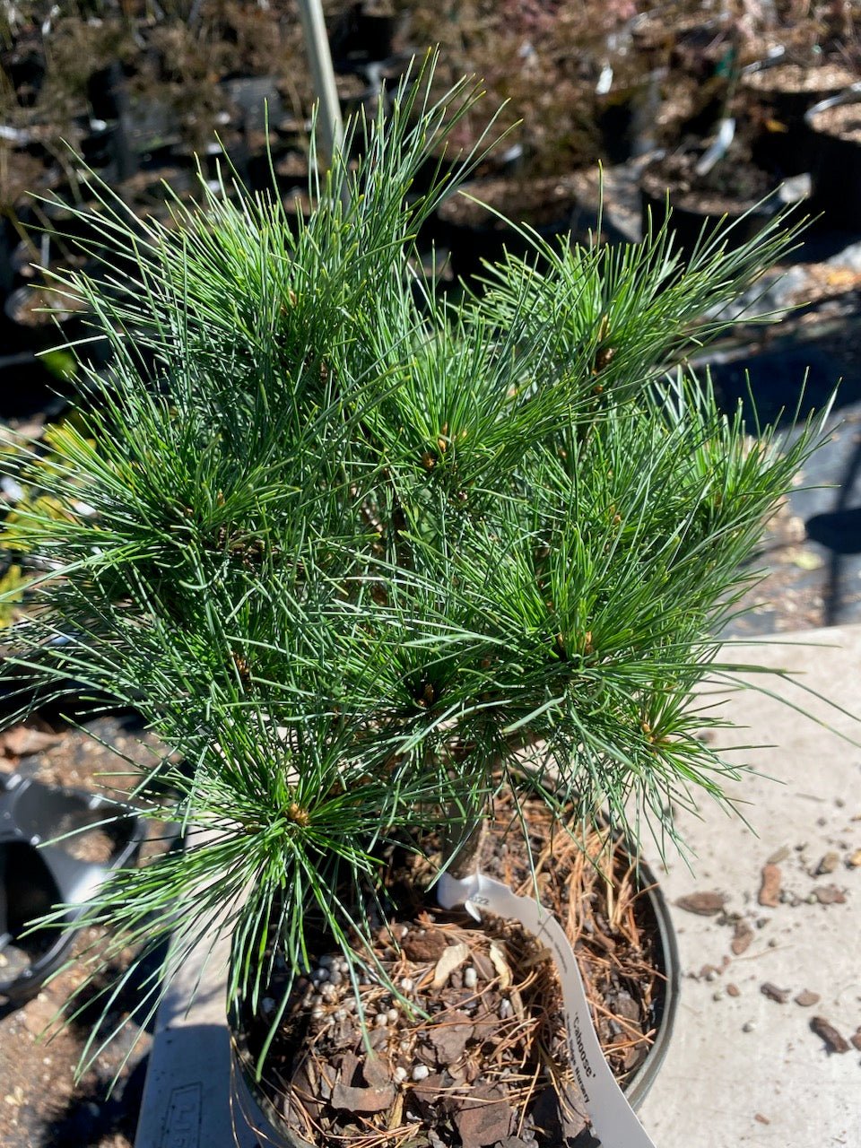 Pinus strobus 'Caboose' - Maple Ridge Nursery
