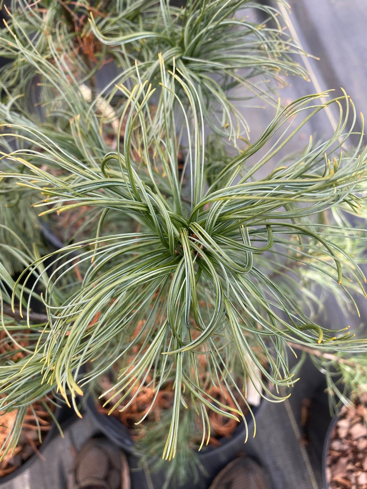 Pinus strobus 'Contorta' Twisted Eastern White Pine - Maple Ridge Nursery