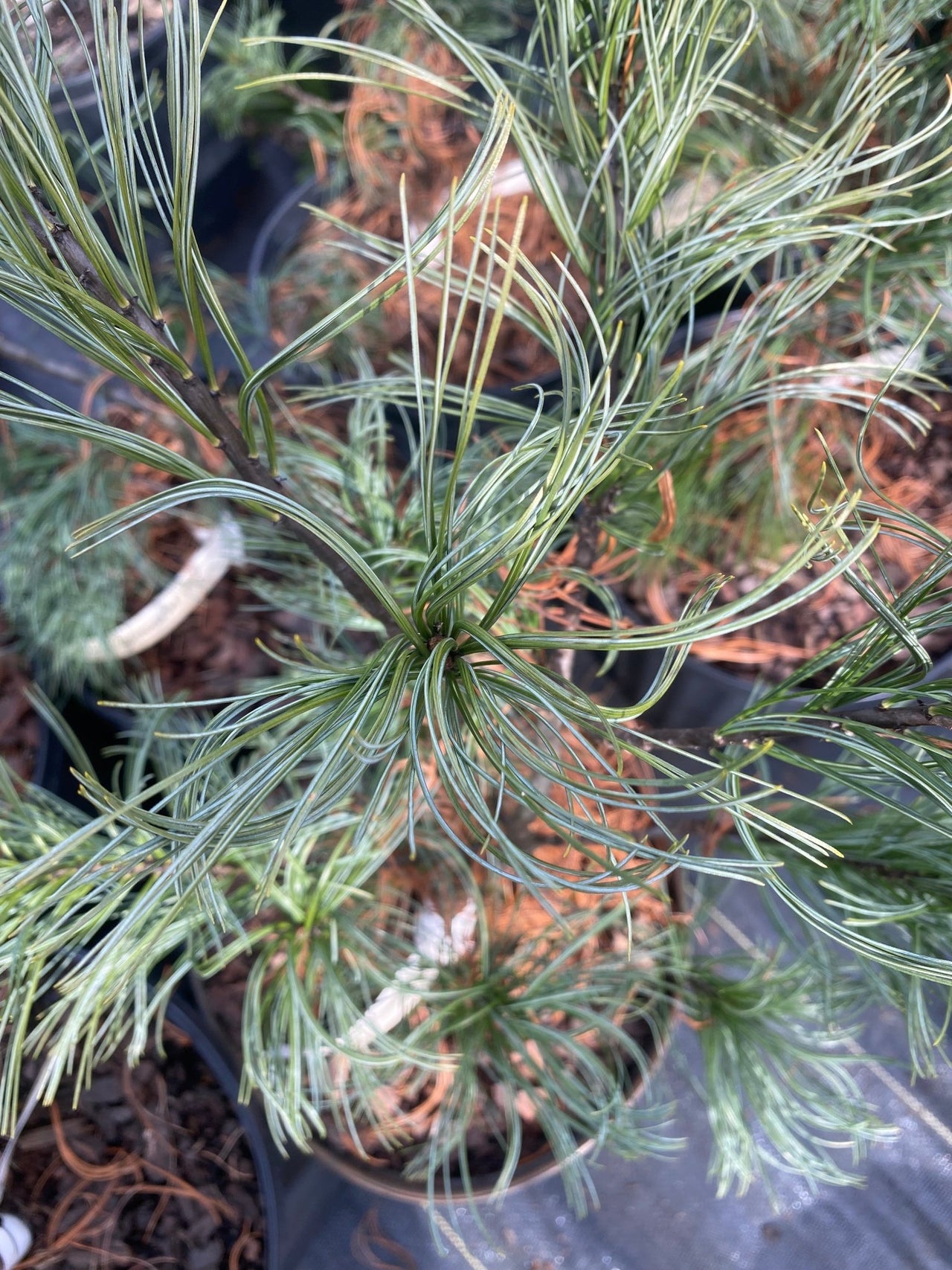 Pinus strobus 'Contorta' Twisted Eastern White Pine - Maple Ridge Nursery