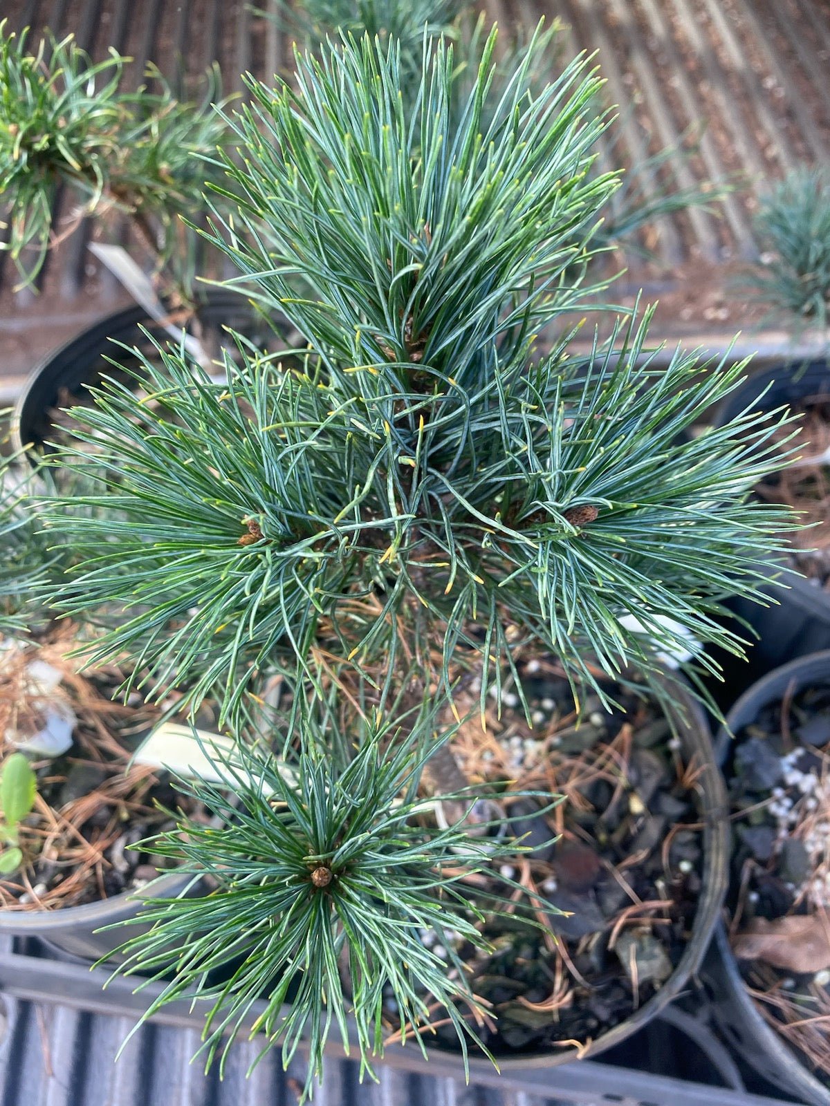 Pinus strobus 'Cortland Rose' - Maple Ridge Nursery