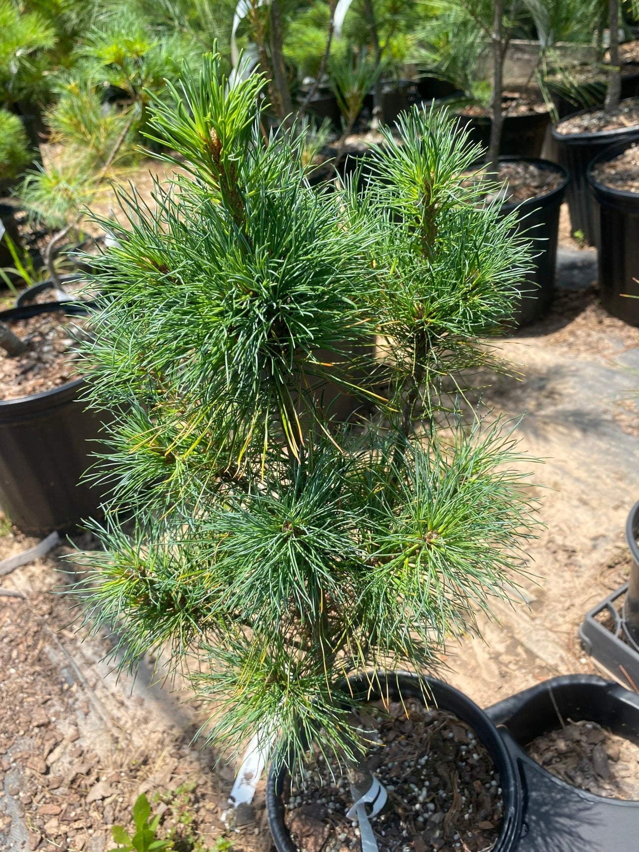 Pinus strobus 'Diggy' - mapleridgenursery